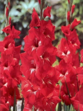 Mieczyk Tani (Gladiolus) 'Traderhorn'