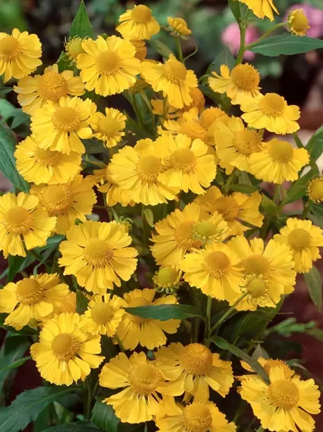 Dzielżan (Helenium)  'Kanaria'