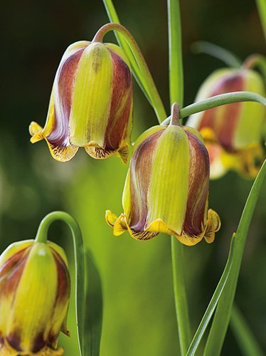 Szachownica (Frittilaria acmopetala) 5 szt.