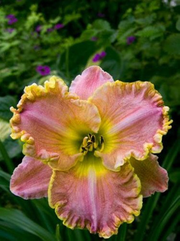 Liliowiec (Hemerocallis) Darla Anita