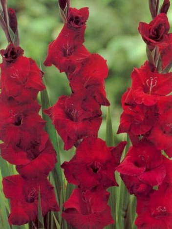 MEGAPAKA Mieczyk (Gladiolus) Zorro