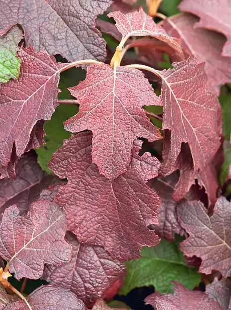 Hortensja (Hydrangea) Dębolistna Burgundy Czerwona