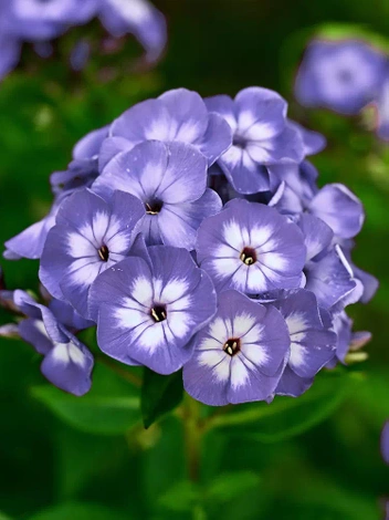 Floks (Phlox paniculata) 'Blue Boy'