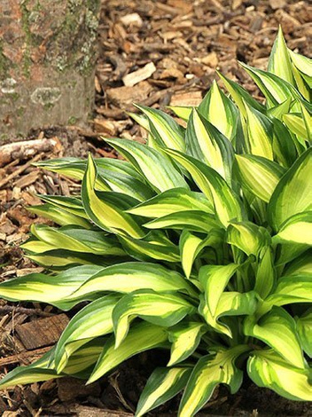 Funkia (Hosta) 'Lakeside Little Tuft'