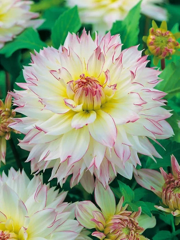 Dalia (Dahlia) 'Crazy Love'