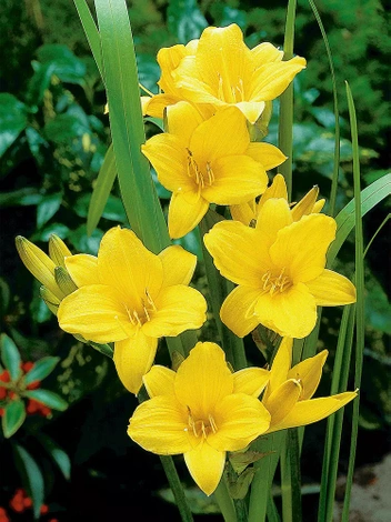 Liliowiec (Hemerocallis) 'Chicago Sunrise'