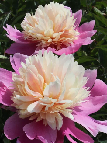 Piwonia (Paeonia) 'Lady Liberty' 1 szt.