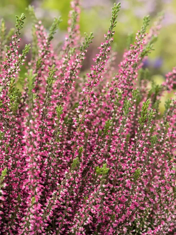 Wrzos Różowy (Calluna) " Garden Girls "  w doniczce 13 cm - 1 szt.