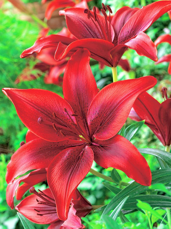 Lilia (Lilium) 'Breakout'