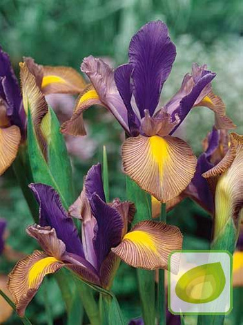 Kosaciec holenderski (Iris hollandica) 'Picasso'