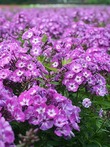 Floks (Phlox paniculata) 'Uspech'