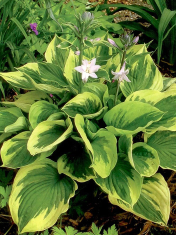 Funkia (Hosta) 'Twilight'