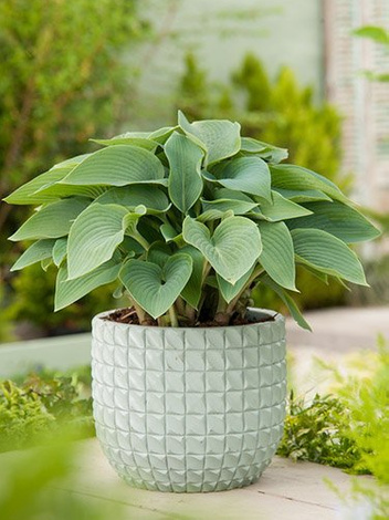 Funkia (Hosta tardiana) 'Halcyon'