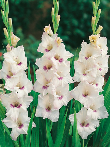 Mieczyk (Gladiolus) 'Cloudy'