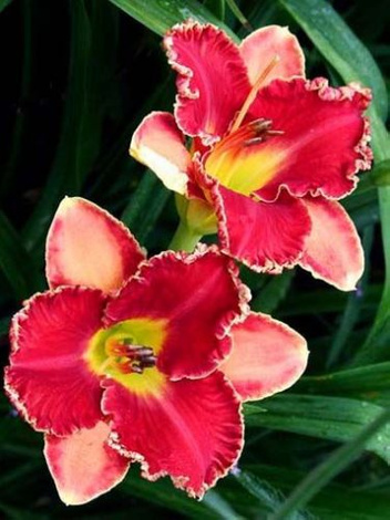 Liliowiec (Hemerocallis) Scarlet Lace