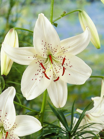 Lilia (Lilium) 'Tiger White' 1 szt.