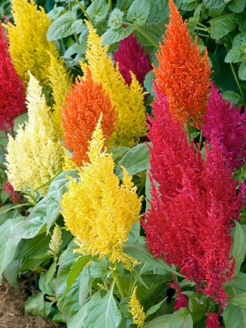 Nasiona Celozja Pierzasta - Celosia Argentea