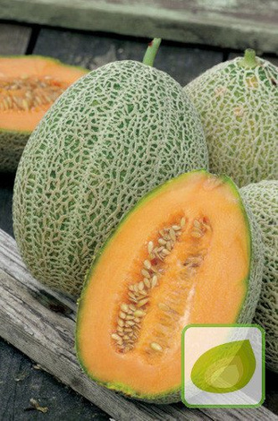 Nasiona Melon Emir F1 - Cucumis Melo Emir