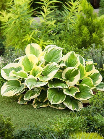 Funkia (Hosta) 'Mama Mia'