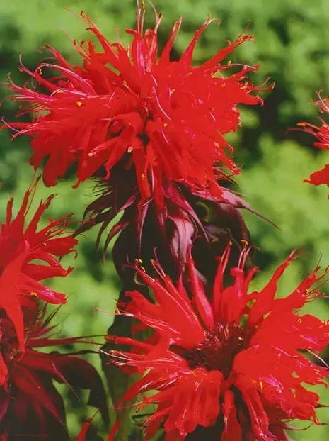 Pysznogłówka (Monarda) 'Cambridge Scarlet'