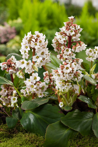 Bergenia (Bergenia) sercolistna 'Bressingham White'