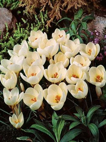 Krokus Botaniczny (Crocus) ''Cream Beauty' 10 szt.