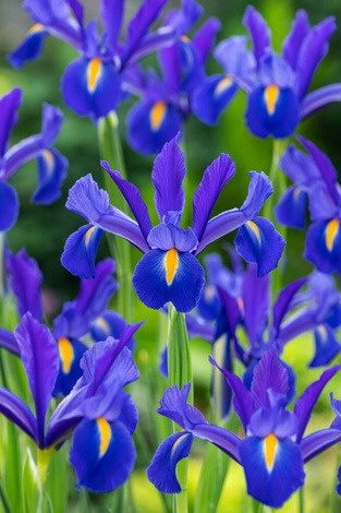 Irys Niebieski Holenderski (Iris hollandica) 5 szt.