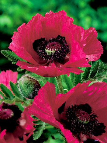 Mak (Papaver orientale) 'Watermelon'