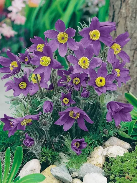 Sasanka (Pulsatilla vulgaris) Niebieska