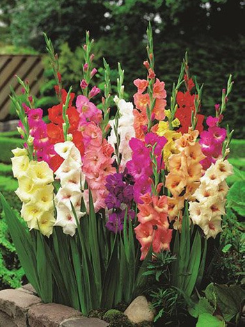 Mieczyki (Gladiolus) MEGA MIX