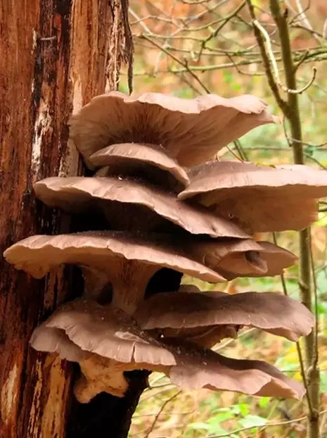 Boczniak Ostrygowaty (Pleurotus ostreatus) Zagrzybione Podłoże