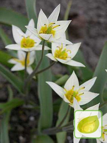 Tulipan Turkestanica