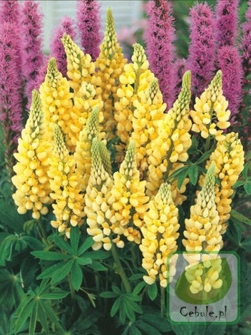 Łubin (Lupinus) Żółty