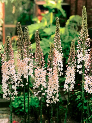 Pustynnik (Eremurus) Robustus  kłącze XXL 1 szt.