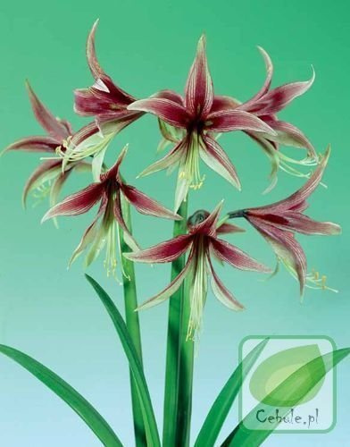 Zwartnica (Hippeastrum) Lima