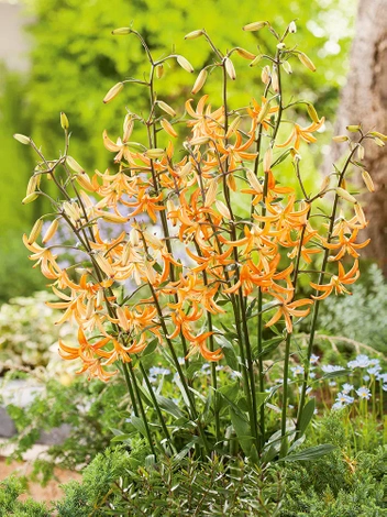 Lilia (Lilium) 'Orange Marmalade'