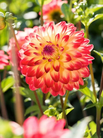 Dalia (Dahlia) 'Sights Of Summer'