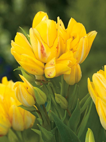 Tulipan Bukietowy (Tulipa) 'Sunshine Club' 5 szt.