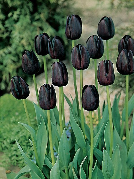 Tulipan Pojedynczy Późny (Tulipa) 'Queen of Night' 5 szt.