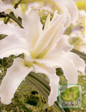 Lilia orientalna Pełna (Lilium) ’Polar Star’ 1 szt.