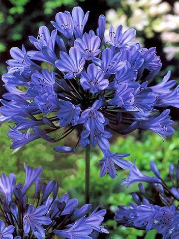 Agapant (Agapanthus) 'Blue' 1 szt.