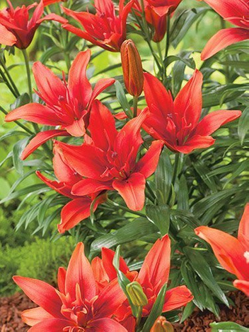 Lilia (Lilium) 'Red Twin'