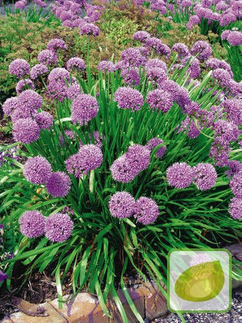 Czosnek (Allium) 'Senescens Ssp Montanum'