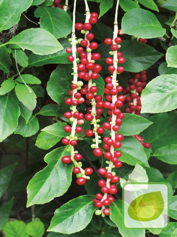 Cytryniec Chiński (Schisandra Chinensis)