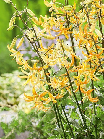 Lilia (Lilium) 'Guinea Gold'