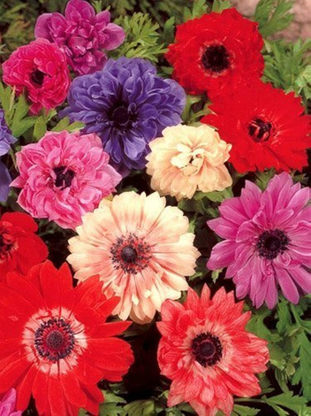 Zawilec (Anemone coronaria) 'St. Brigid' Mix 5 szt.