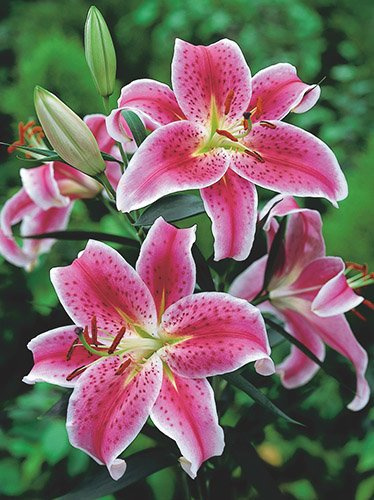 MEGAPAKA Lilia (Lilium) Stargazer