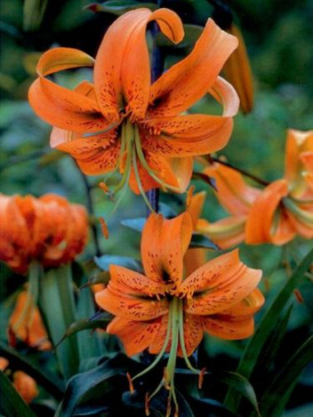 Lilia (Lilium) Henryi