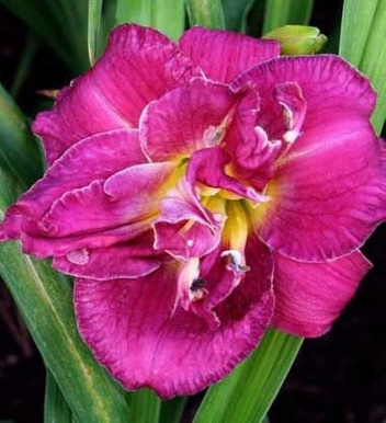 Liliowiec (Hemerocallis) Royal Corsage