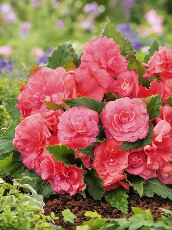 Begonia pachnąca (Begonia odorata) 'Pink Delight' 1 szt.